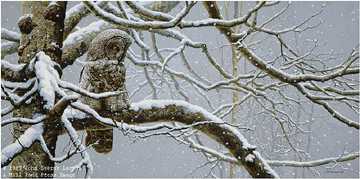 Snowy Watch Gray Owl by John Seerey-Lester Pricing Limited Edition Print image