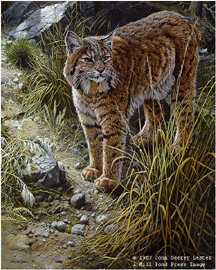 Sundown Alert Bobcat by John Seerey-Lester Pricing Limited Edition Print image