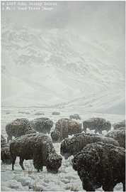 Winter Grazing Bison by John Seerey-Lester Pricing Limited Edition Print image