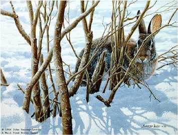 Winter Hiding Cottontl by John Seerey-Lester Pricing Limited Edition Print image