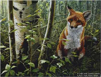 Young Explorer Red Fox by John Seerey-Lester Pricing Limited Edition Print image
