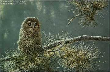 Out On Limb Young Owl by John Seerey-Lester Pricing Limited Edition Print image