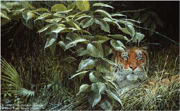 Rains Tiger by John Seerey-Lester Pricing Limited Edition Print image