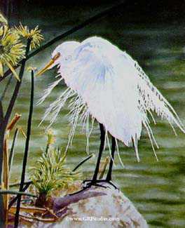 A Great Egret by Gary R Johnson Pricing Limited Edition Print image