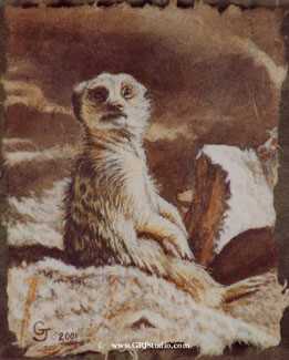 Meerkat by Gary R Johnson Pricing Limited Edition Print image