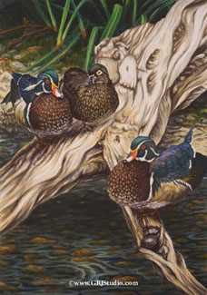 Suitors Woodducks by Gary R Johnson Pricing Limited Edition Print image