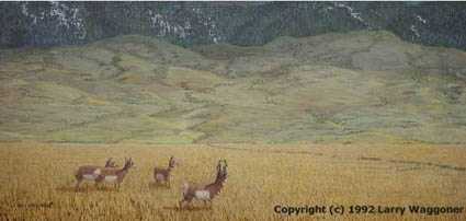 Yellowstone N Gate by Larry Waggoner Pricing Limited Edition Print image