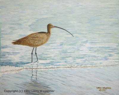 Long Billed Curlew by Larry Waggoner Pricing Limited Edition Print image