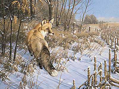 Winter Red Fox by Michael Sieve Pricing Limited Edition Print image