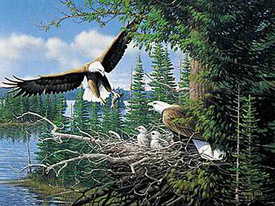 Spring Bald Eagles by Michael Sieve Pricing Limited Edition Print image