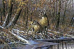 Fall Whttail Deer by Michael Sieve Pricing Limited Edition Print image