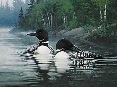 Summer Common Loon by Michael Sieve Pricing Limited Edition Print image