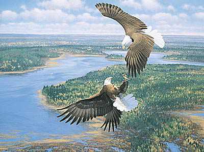 Sky Dancers Bald Eagle by Michael Sieve Pricing Limited Edition Print image