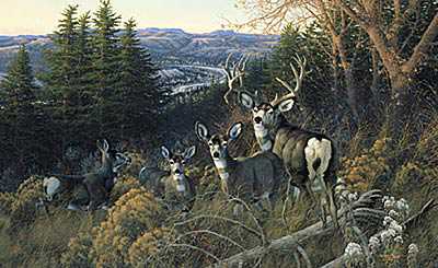 Dakota Prince Deer by Michael Sieve Pricing Limited Edition Print image