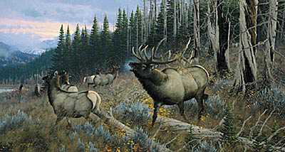 Master Intimidtion Elk by Michael Sieve Pricing Limited Edition Print image
