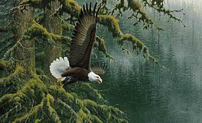 Misty Forest Bald Eagl by Michael Sieve Pricing Limited Edition Print image