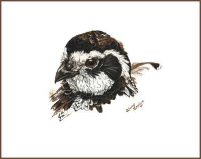 Bobwhite Beauty by Sherry Steele Pricing Limited Edition Print image