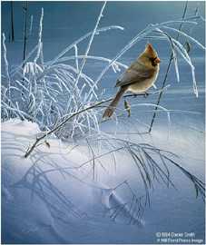 Snow Song by Daniel Smith Pricing Limited Edition Print image