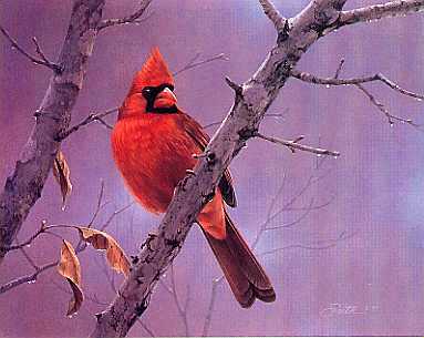 Hot Shot Cardinal by Daniel Smith Pricing Limited Edition Print image