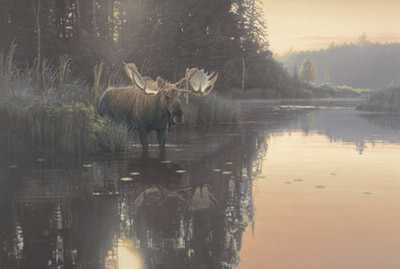 Backwater Bull by Daniel Smith Pricing Limited Edition Print image