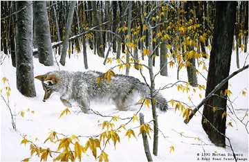 Mouse Tracks Coyote by Morten E Solberg Pricing Limited Edition Print image