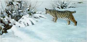 Something Moved Bobcat by Morten E Solberg Pricing Limited Edition Print image