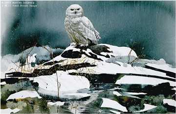 Winter White by Morten E Solberg Pricing Limited Edition Print image