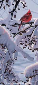Winter Crimson by Scot Storm Pricing Limited Edition Print image
