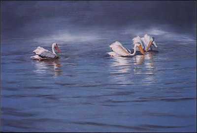 Reflections Pelicans by Linda Besse Pricing Limited Edition Print image
