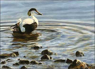 Eider Morn by Linda Besse Pricing Limited Edition Print image