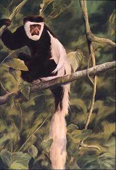 Colobus Monkey by Linda Besse Pricing Limited Edition Print image