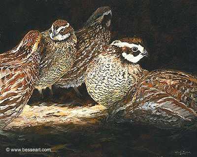 Bobwhite Quint by Linda Besse Pricing Limited Edition Print image