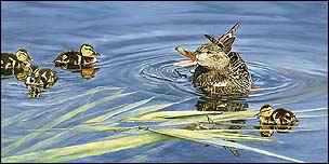 Swimming Lesson by Linda Besse Pricing Limited Edition Print image