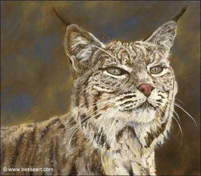 Bobcat by Linda Besse Pricing Limited Edition Print image