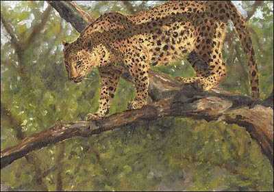 Big 5 Leopard by Linda Besse Pricing Limited Edition Print image