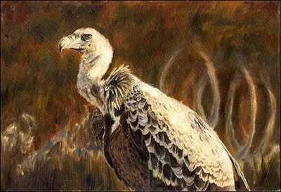 Ugly 5 Cape Vulture by Linda Besse Pricing Limited Edition Print image