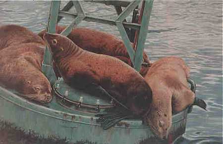 Buoys Club Sea Lions by Beverly Abbott Pricing Limited Edition Print image
