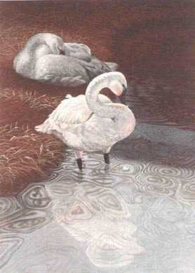 Swan Serenity by Beverly Abbott Pricing Limited Edition Print image