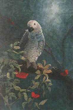 Juvenile African Gray by Beverly Abbott Pricing Limited Edition Print image