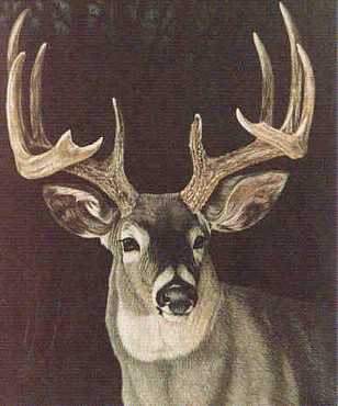 Stag by Beverly Abbott Pricing Limited Edition Print image
