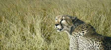 Masai Mara Hunter by David N Kitler Pricing Limited Edition Print image