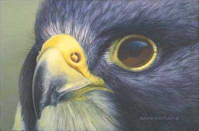 Peregrine Falcon I by David N Kitler Pricing Limited Edition Print image