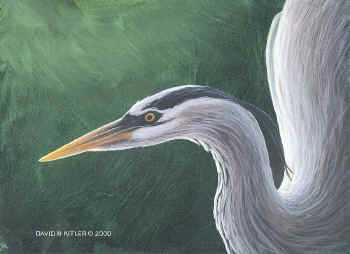 Great Blue Hern Study by David N Kitler Pricing Limited Edition Print image
