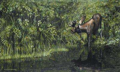 Algonquin Reflection by David N Kitler Pricing Limited Edition Print image