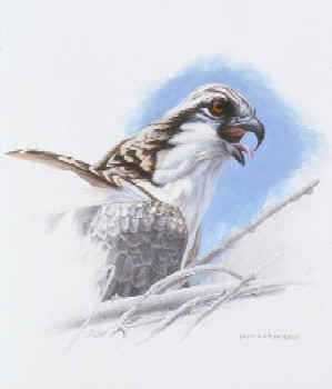 Osprey Juvenil Sketch by David N Kitler Pricing Limited Edition Print image