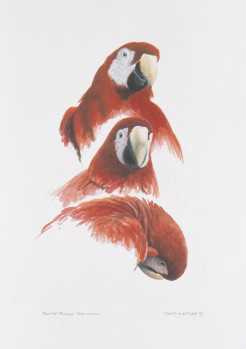 Scarlet Macaws Sketch by David N Kitler Pricing Limited Edition Print image