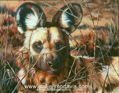 African Wild Dog by Sallie Lynn Davis Pricing Limited Edition Print image
