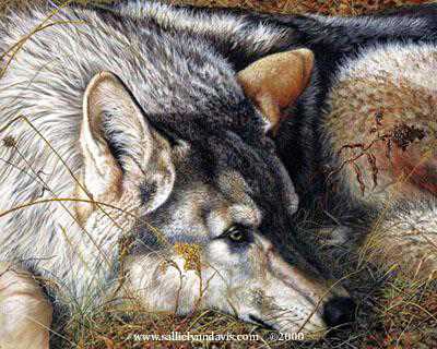 Tundra Wolf Pup by Sallie Lynn Davis Pricing Limited Edition Print image