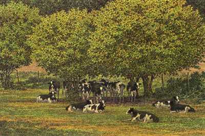 Bovine Afternoon by Carl Hoffner Pricing Limited Edition Print image