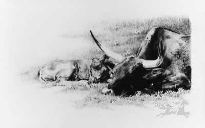 Longhorn Lullaby by Sheri Greves-Neilson Pricing Limited Edition Print image